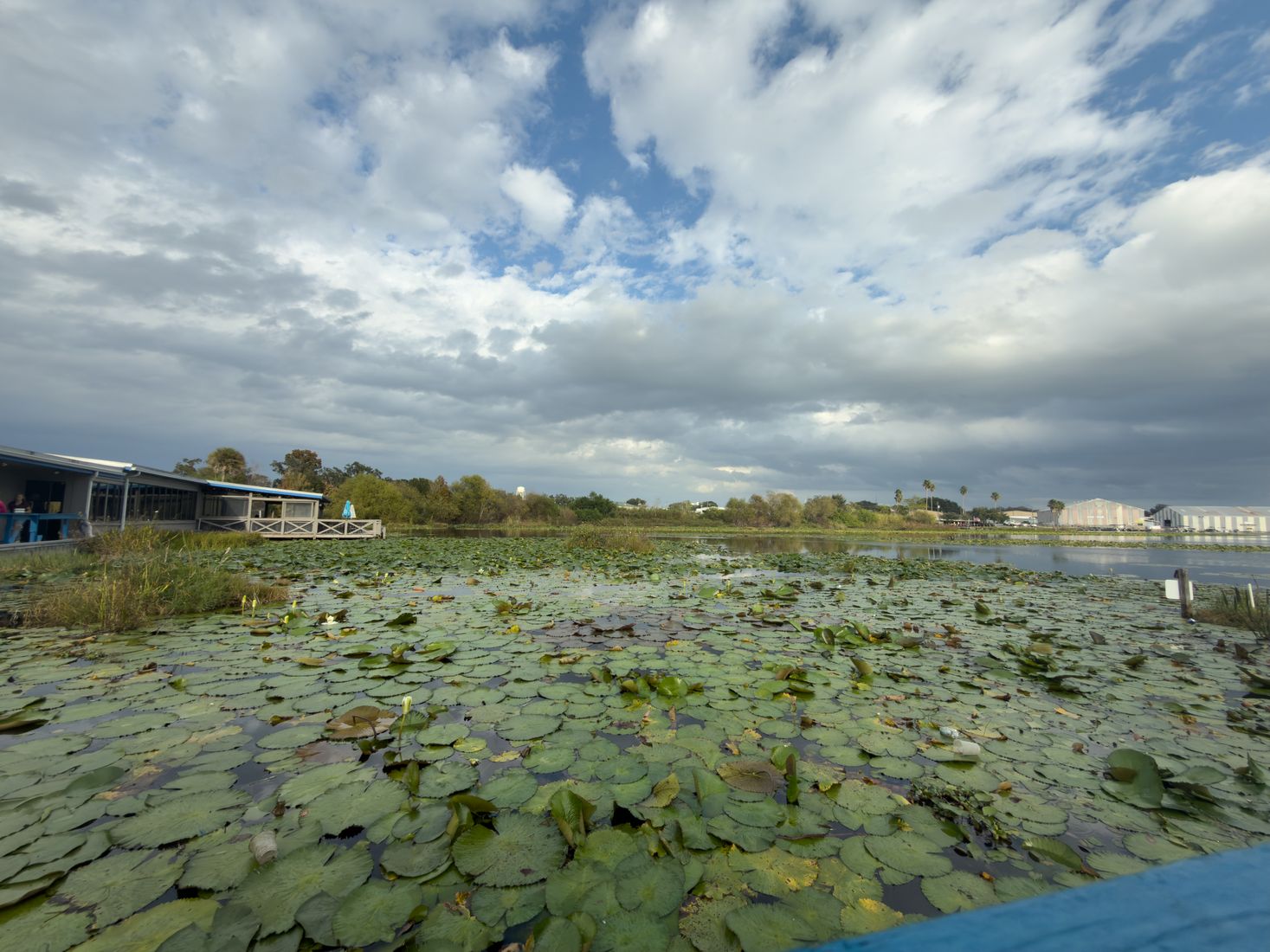 Florida wetlands and aquatic plants on a sunny day