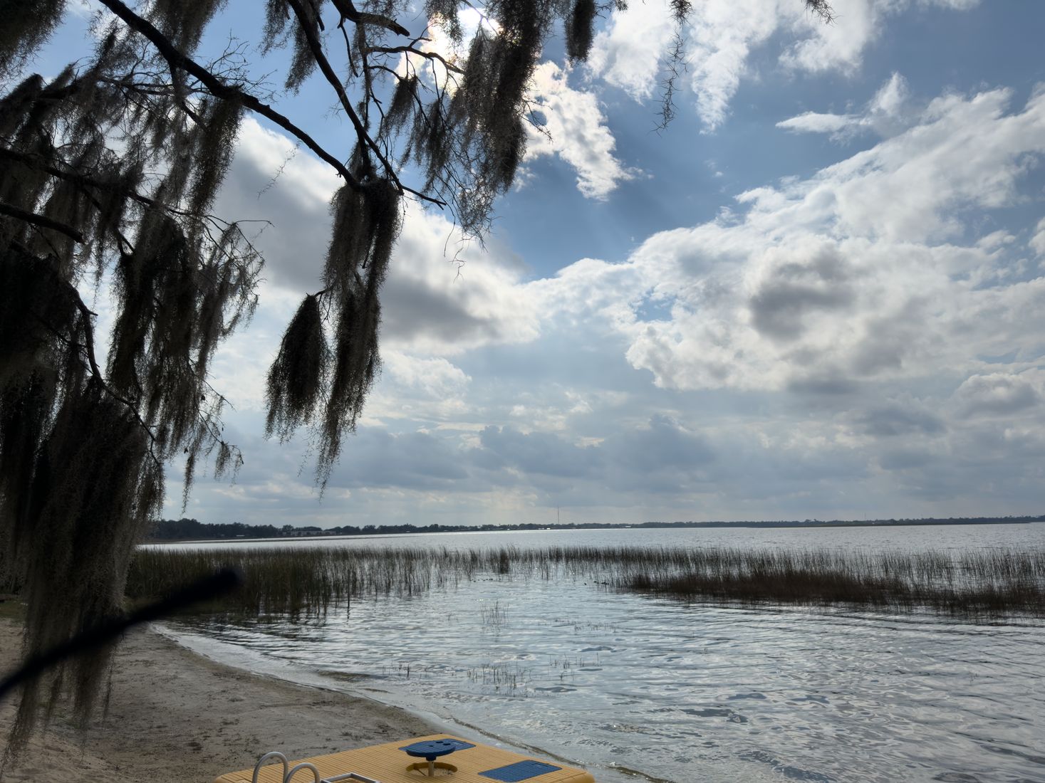 Tree-lined Florida lake and natural shoreline